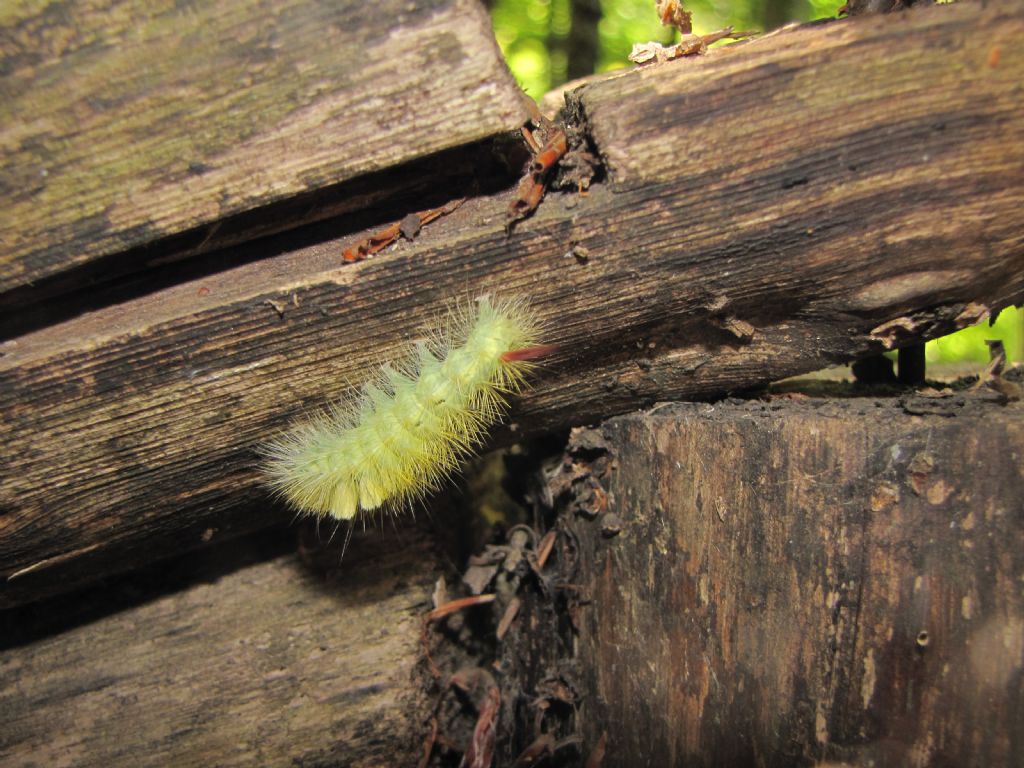 Bruco - Calliteara pudibunda, Erebidae Lymantriinae